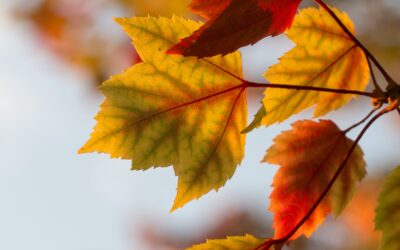 Gelassenheit – innere Ruhe in bewegten Zeiten